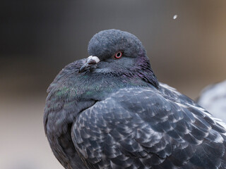 portrait of a beautiful pigeon