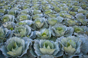 green cabbage plant