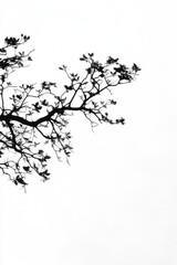 Silhouette of a tree branch with delicate leaves against sky