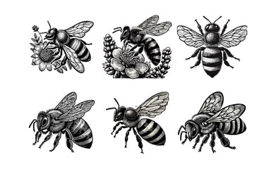 Bee Honey Tattoo engraving vector logo icon illustration