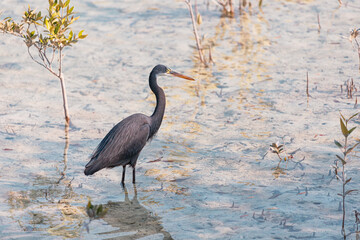 Western reef heron wading through shallow water in mangrove forest searching for small fish and crustaceans