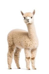 Fototapeta premium An adorable alpaca posing, isolated on white background