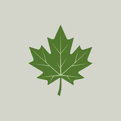 A Flat-Style Green maple leaf on a Plain White Background