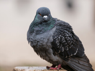 portrait of a beautiful pigeon