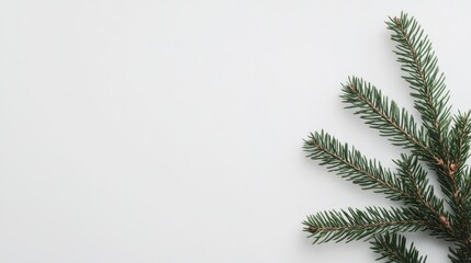 Evergreen sprig resting on light gray surface