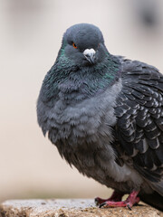 portrait of a beautiful pigeon