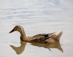Duck swimming at the lake 