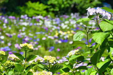 本土寺　美しい紫陽花（あじさい,アジサイ）と花菖蒲　（日本千葉県松戸市）　Hondo-ji Temple （Hondoji Temple)　Beautiful hydrangea and irises　(Matsudo City, Chiba Prefecture, Japan)
