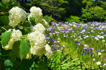 本土寺　美しい紫陽花（あじさい,アジサイ）と花菖蒲　（日本千葉県松戸市）　Hondo-ji Temple （Hondoji Temple)　Beautiful hydrangea and irises　(Matsudo City, Chiba Prefecture, Japan)