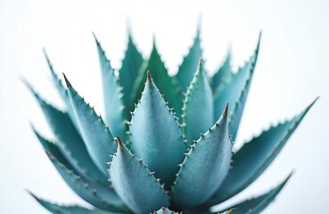 Close-up of spiky blue agave plant. Succulent with sharp leaves. Tropical nature. Botany texture with white background. Isolated design element. Minimal graphic natural vibrant colors, contemporary