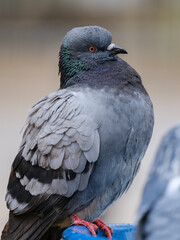 portrait of a beautiful pigeon