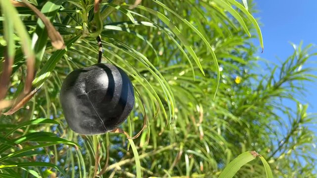 Cascabela thevetia or Yellow oleander, Lucky nut tropical fruit on a tree branch close up,4K