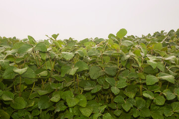 soya plant