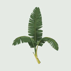 A Flat-Style Banana leaf on a Plain White Background