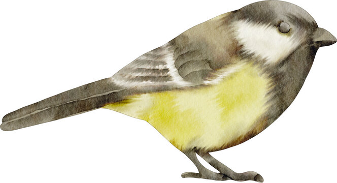 watercolor parus major bird