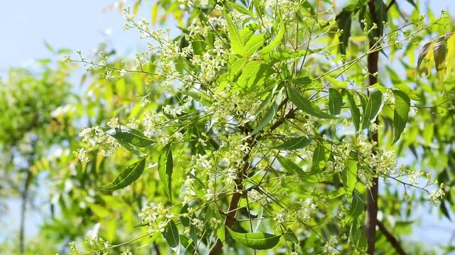 Closeup of Fresh beautiful Neem tree branch with blooming flowers swaying in the wind on sunny day