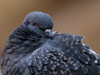 portrait of a beautiful pigeon