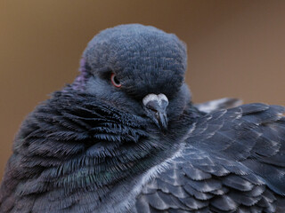portrait of a beautiful pigeon