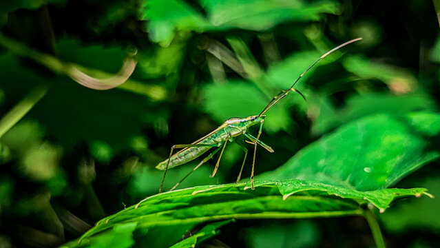 green grasshopper on a leaf - Powered by Adobe