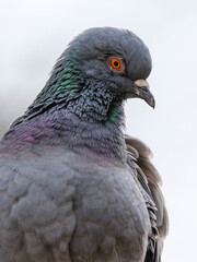portrait of a beautiful pigeon