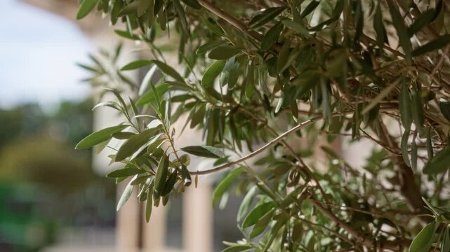 Olive tree branches with lush green leaves capture sunlight outdoors in murcia spain showcasing nature's serene beauty and mediterranean charm in a tranquil setting