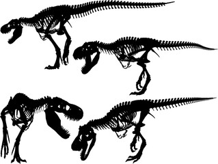 vector sketch of trex dinosaur bone fossil design for display in a museum © jihan