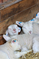 Small lambs, a few days old, rest on the hay. Many sheep give birth to their lambs in June. The atmosphere of a Finnish sheep farm in spring 2024.  © Aila Ruoho