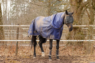 Horse is wearing a blue blanket and a fly mask . A brown horse in the paddock of the riding school...