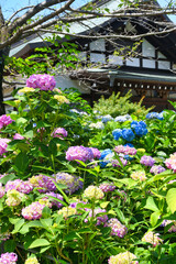 本土寺　美しい紫陽花（あじさい,アジサイ）　（日本千葉県松戸市）　Hondo-ji Temple （Hondoji Temple)　Beautiful hydrangea 　(Matsudo City, Chiba Prefecture, Japan)
