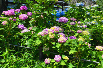 本土寺　美しい紫陽花（あじさい,アジサイ）　（日本千葉県松戸市）　Hondo-ji Temple （Hondoji Temple)　Beautiful hydrangea 　(Matsudo City, Chiba Prefecture, Japan)