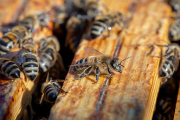 Closeup photo of bees working on a wooden hive frame in their natural environment