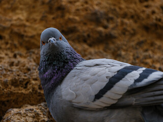 portrait of a beautiful pigeon