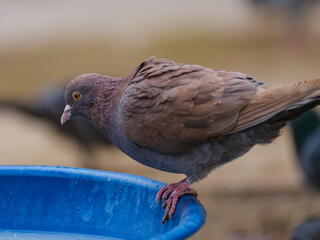 portrait of a beautiful pigeon