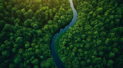 Aerial view of serene river winding through lush green forest canopy