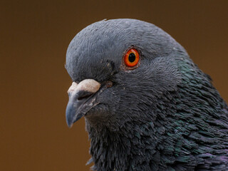 portrait of a beautiful pigeon