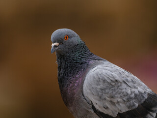 portrait of a beautiful pigeon