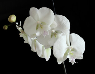 white orchid on black background, beautiful flowers blooming