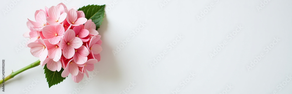 Poster A Beautiful Bouquet Of Pink Hydrangeas Adorns A Crisp White Table, Adding A Touch Of Elegance To The Empty Space Around It.