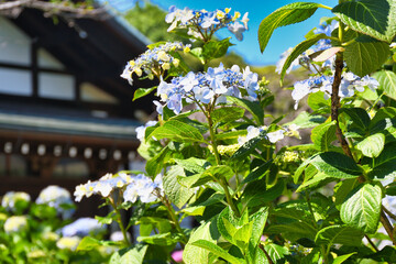 本土寺　美しい紫陽花（あじさい,アジサイ）コピースペースあり　（日本千葉県松戸市）　Hondo-ji Temple （Hondoji Temple)　Beautiful hydrangea with copy space　(Matsudo City, Chiba Prefecture, Japan)
