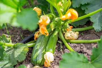 Green zucchini plant with flowers and young fruits in vegetable garden. Growing vegetables in the...