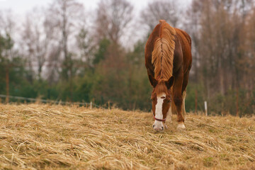 horse eating grass