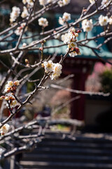 鎌倉2502　光則寺58　白梅