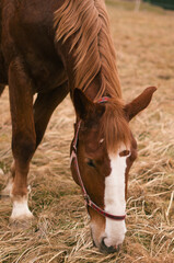 horse and foal © piotr