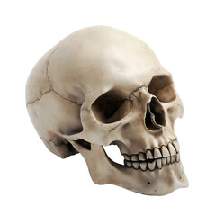 Naklejka premium Side view of a detailed human skull with visible features, isolated on transparent background