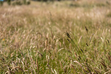 grass and pasutre on a farm in summer