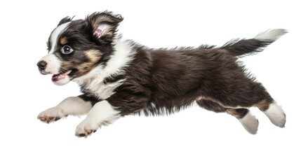 Obraz premium border collie puppy isolated on white background
