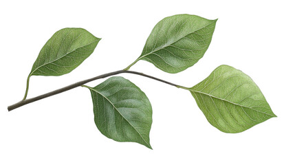 Fototapeta premium fresh green leaves branch isolated on white background