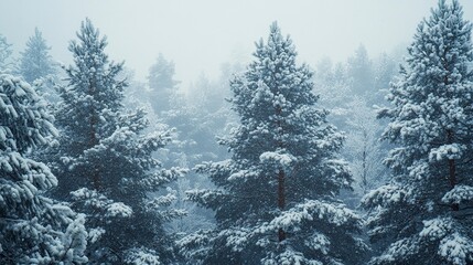 Pine trees covered in snow