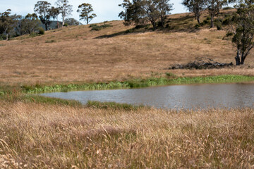 grass and pasutre on a farm in summer