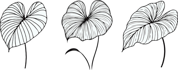 Illustrator Artwork Hand Drawn Vintage Sketch Drawing, green leaves Line Art, Plants Collection branches Floral elements, set of Botanical Illustration Outline leaf, branch Black And White leaves